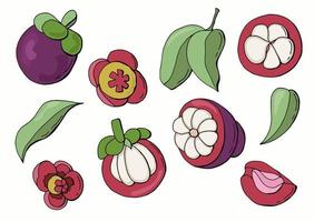 Mangosteen set. Fruits, leaves and flower. Hand-drawn style. vector