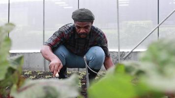agricultor africano arar la tierra en la huerta en el invernadero video
