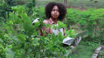 jovem agricultora usa laptop para analisar e pesquisar culturas agrícolas em uma horta, conceito de tecnologia agrícola video