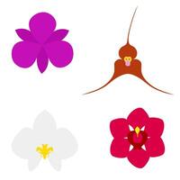 Orchid with colorful flowers 4 kinds of flowers. Realistic image set in vector illustration in red, white, brown, purple colors. Isolated on a white background.