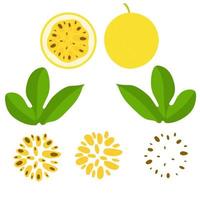 ilustración vectorial de maracuyá. fruta de la pasión entera y en trozos. amarillo maduro con hojas y semillas. Aislado en un fondo blanco. vector
