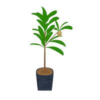 Longan plant in a pot on a white background. vector