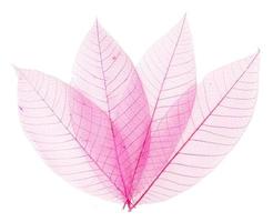 Transparent pink leaves photo