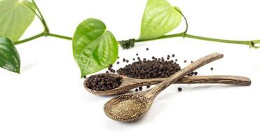 Spicy herb - black pepper photo