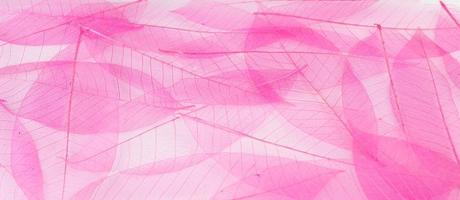 Transparent pink leaves photo