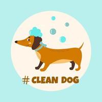 Clean dog. Dachshund with soap foam on his head and soap bubbles. Vector illustration