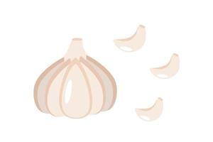 Vector illustration head and cloves of garlic. Vegetable icon for the store, salad