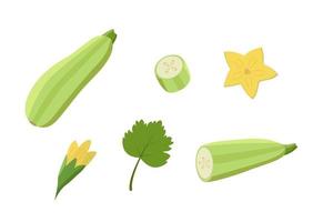Zucchini whole and cut, zucchini flowers and leaf. Vector illustration of vegetables, a set of harvest courgette