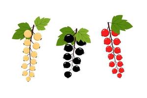 Set of different currants, black red and white. Vector illustration of cartoon berries isolated on white