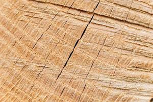 Texture and surface of wood on trunk of tree background photo