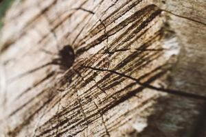 anillos de árboles textura de madera desgastada con la sección transversal de un tronco cortado foto