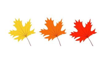 Autumn yellow and red maple leaves isolated on white, vector illustration of autumn leaf fall