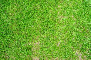 Green grass texture for background. Green lawn pattern and texture background. photo