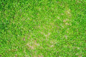 Green grass texture for background. Green lawn pattern and texture background. photo