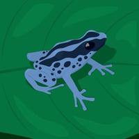 Blue spot tropical frog on leaf vector illustration