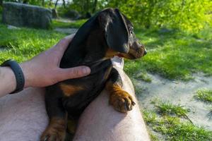 Dachshund puppy sits and rests. photo