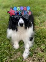 feliz cumpleaños de un pastor australiano en miniatura foto