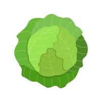 Green cabbage head with large leaves, a vector illustration of fresh organic vegetables