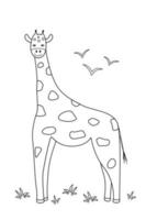 Cute cartoon giraffe, coloring book for kids Vector illustration of an African animal isolated on white.