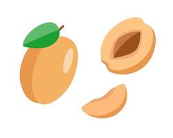 Set of apricots whole with a leaf, half an apricot with a stone and a slice. Vector illustration of ripe delicious berries