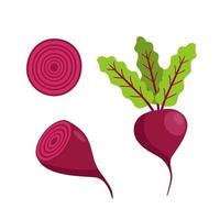 Beetroot with leaves and beets in the cut. cartoon vector illustration isolated on a white background