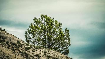 Landscape with pine tree on the mountain photo