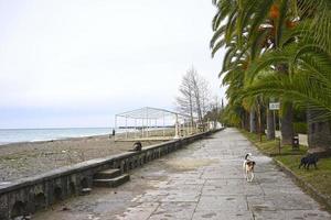 paisaje urbano con un paseo marítimo en gagra. abjasia foto