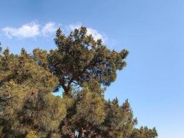 Pine tree on a blue sky background photo