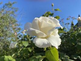 rosa blanca sobre un fondo de cielo azul. foto
