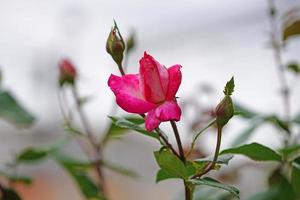 Pink roses close-up on a blurred background photo