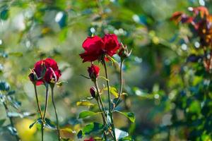 delicate red rose on a flower bed photo