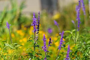 Floral background with purple flowers in the flower bed photo