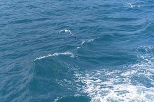 vista de la superficie del agua del mar con gaviotas voladoras. foto