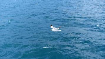 Seascape with a flying white gull photo