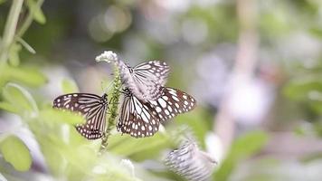 grupo de mariposas tigre vidriosas comunes chupando néctar de polen con fondo borroso en el jardín botánico video