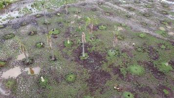 Dead palm tree in wetland. video