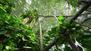 Panorámica mira hacia arriba las ramas del árbol de banyan video