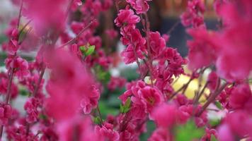 Artificial plum blossom in sprin video