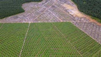 vista aérea se planta una palmera de aceite joven video