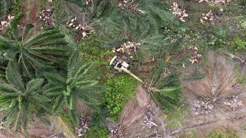 Excavator cut the oil palm tree video