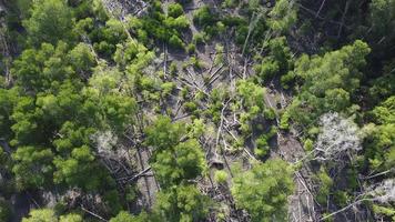 Dead dry mangrove tree video