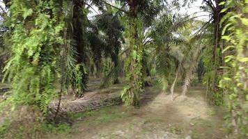 Palm oil plantation view video