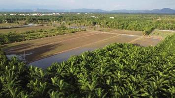 Aerial view paddy field plantation video