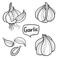 Garlic hand-drawn outline doodle set Vector Illustration