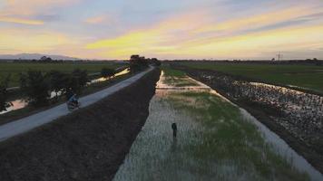 Farmer work in paddy field in dramatic sunset video