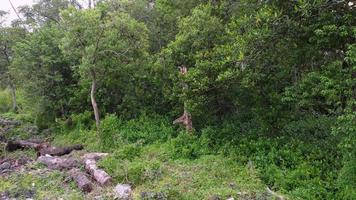 Mangrove tree is waving due to monkey jump at tree. video
