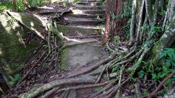 Bewegen Sie sich langsam an der Treppe mit Banyan-Baum