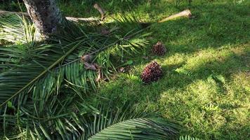 avanzar hacia la fruta de la palma aceitera en un día soleado video