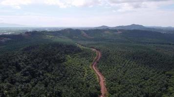 Winding red soil path in oil palm farm video