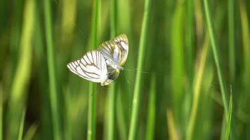 Two butterflies trapped by spider net video